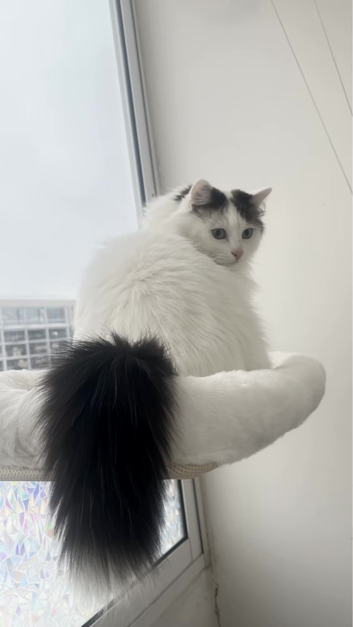 PurrView Diamond Cat Window Perch – Foldable Hammock